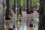 Eastern purple bladderwort